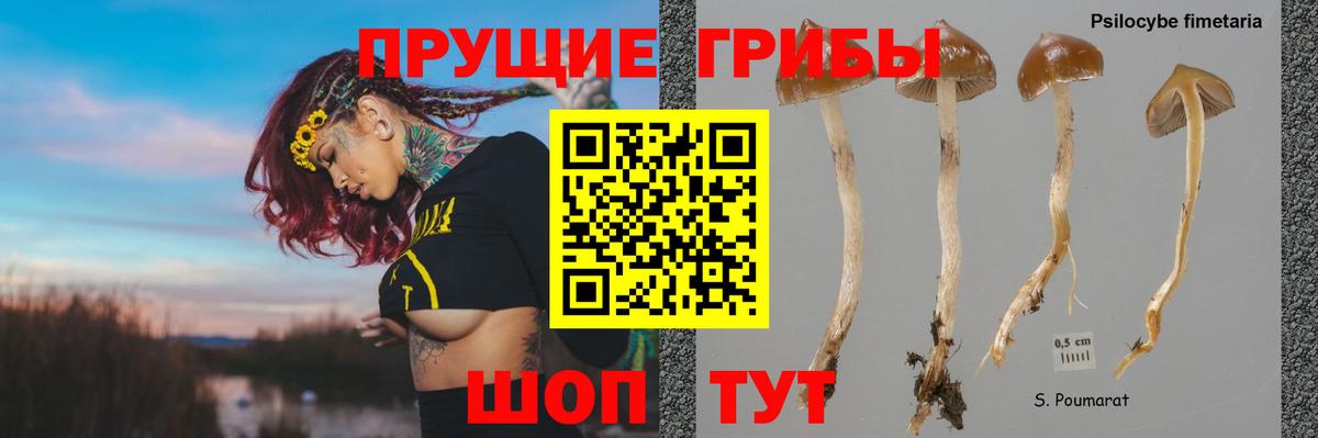 Псилоцибиновые грибы Psilocybine cubensis Горно-Алтайск